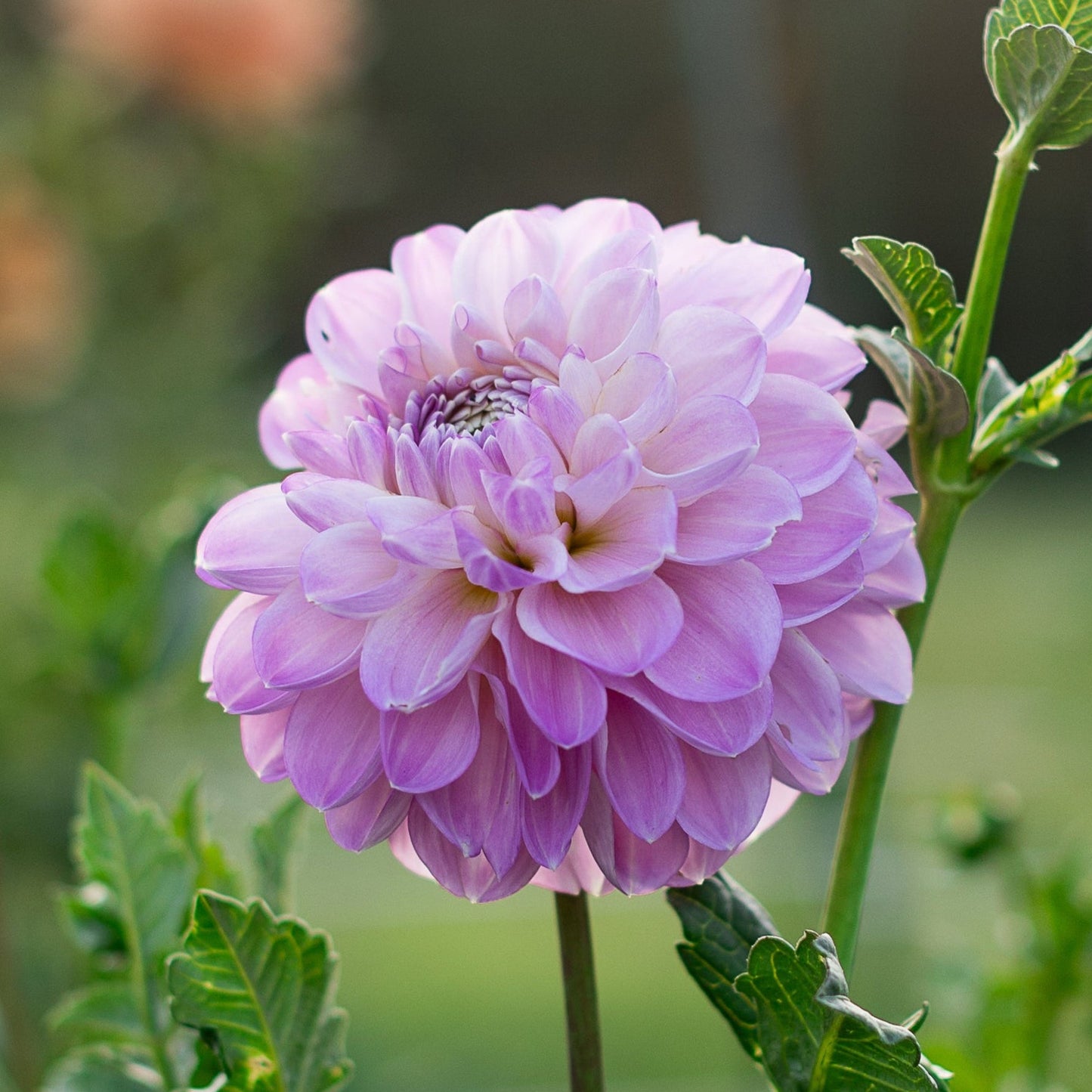 marionberry milkshake is a shimmering, soft lavender purple dahlia flower in bloom, with green leaves and a blurred background.