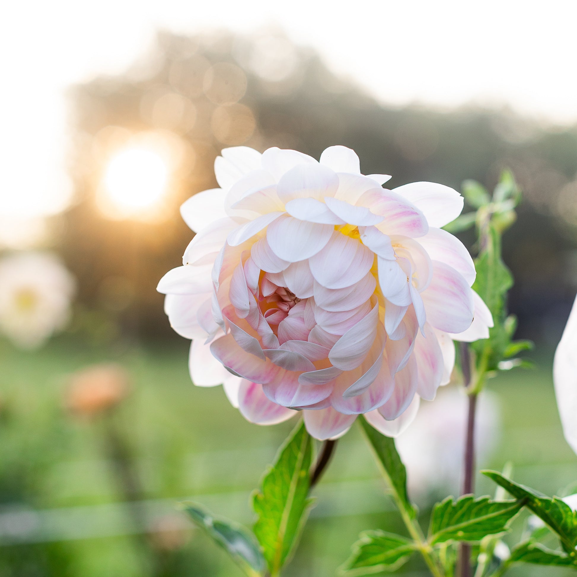 kelgai Ann is a Pink waterlily dahlia with green leaves against a blurred natural background