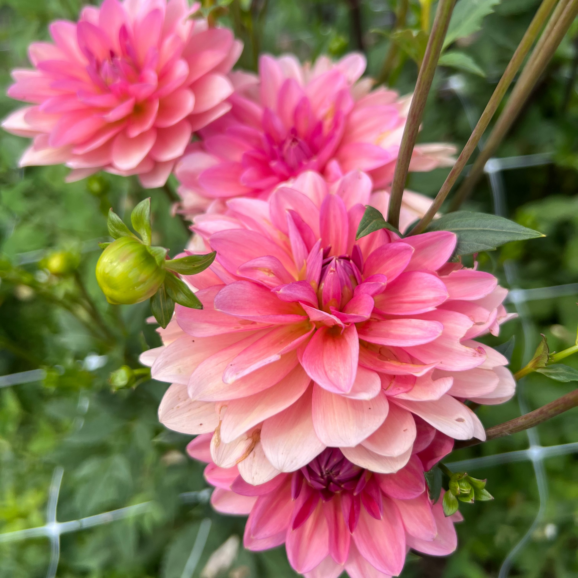sourire de croton dahlia pink with green leaves in a garden setting
