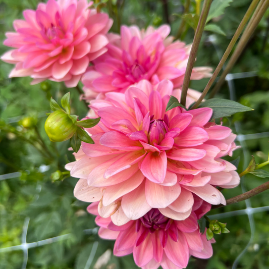 sourire de croton dahlia pink with green leaves in a garden setting