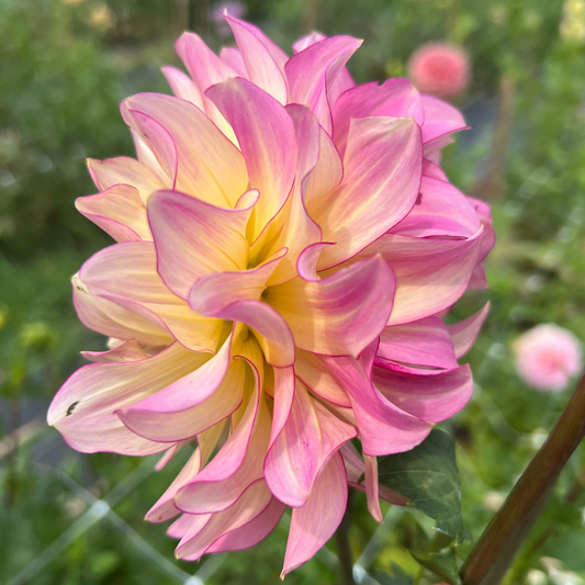 AC Twisp is a dahlia that's a Pink and yellow flower with a blurred garden background