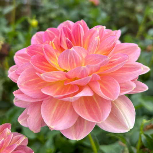 Hapet old charm is a Pink dahlia flower in a garden with blurred background
