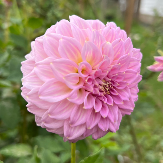 Araluen Leatrice is a Pink dahlia in a garden setting with blurred background