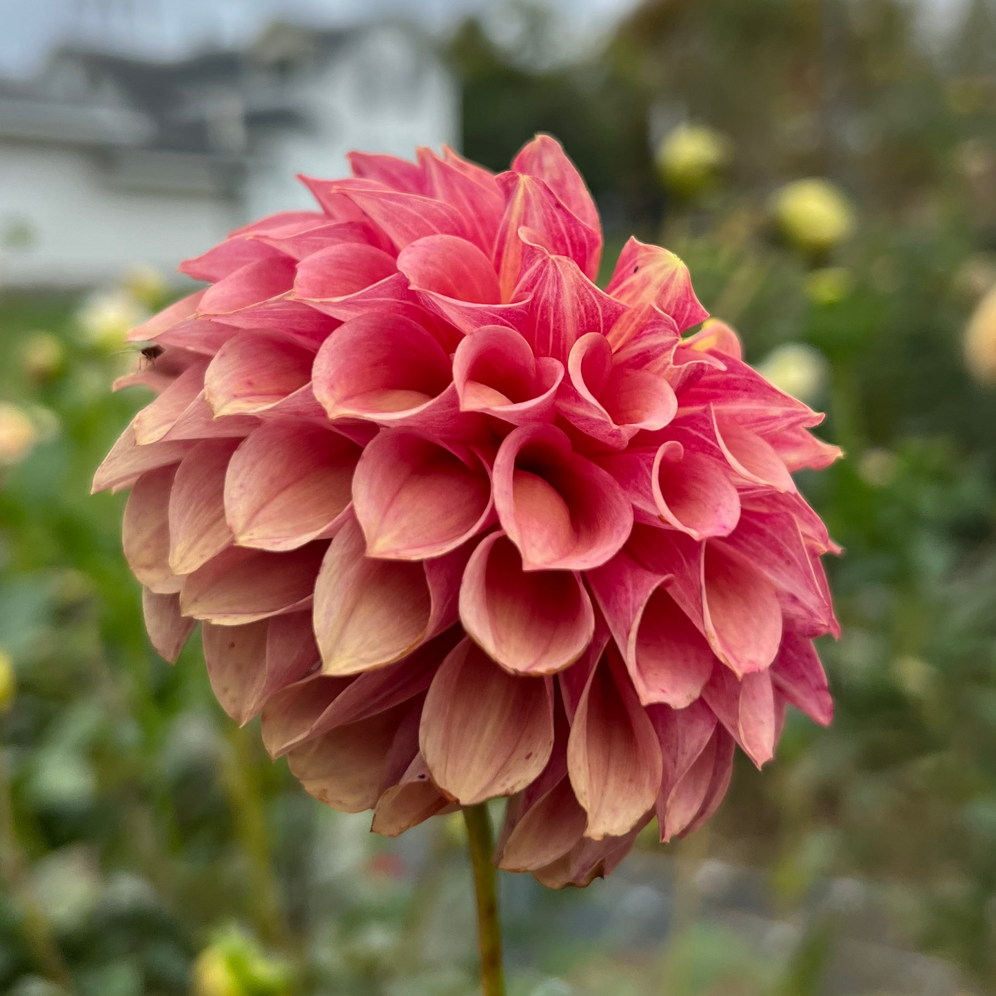 Burfoot Desert Rose