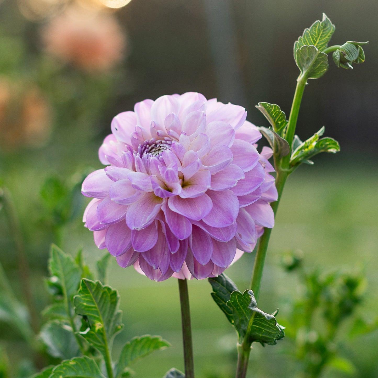 marionberry milkshake is a shimmering, soft lavender purple dahlia flower in bloom, with green leaves and a blurred background.