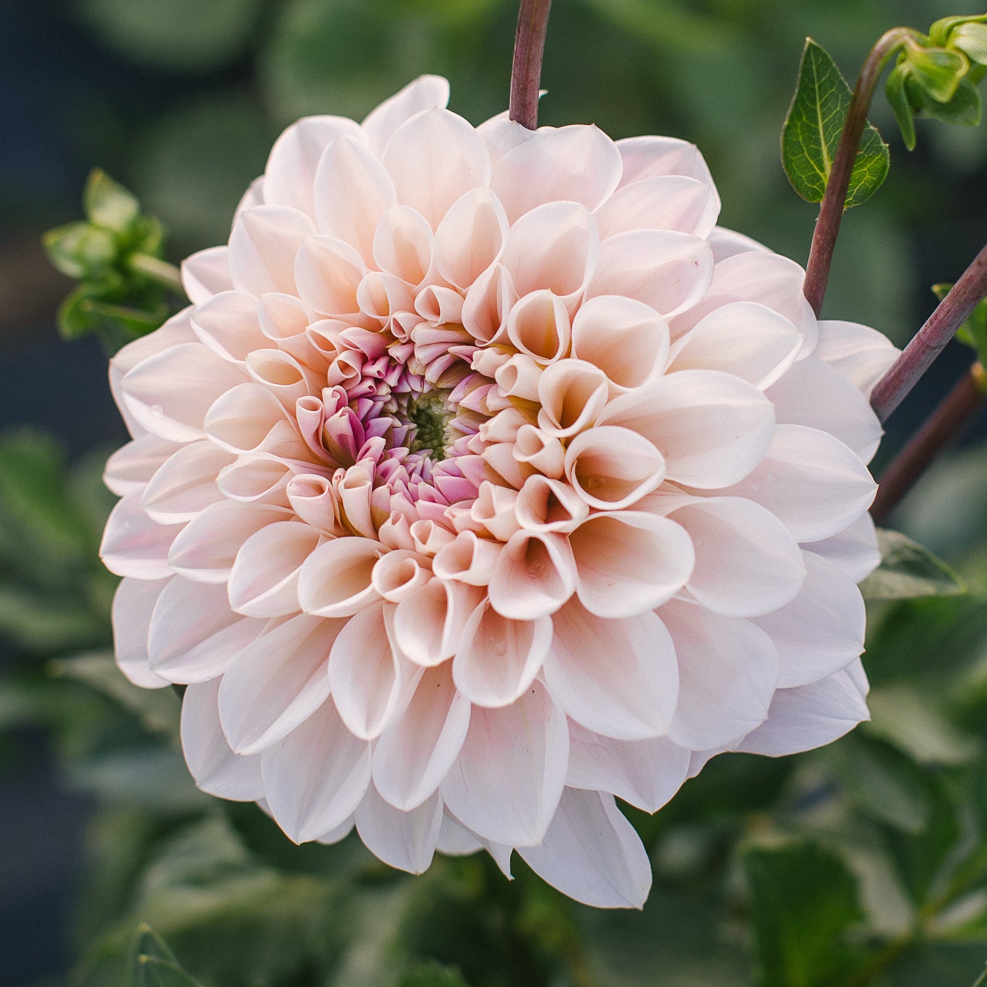 A close-up  image of sweet Nathalie - soft pink and white Dahlia flower with green leaves in the background.