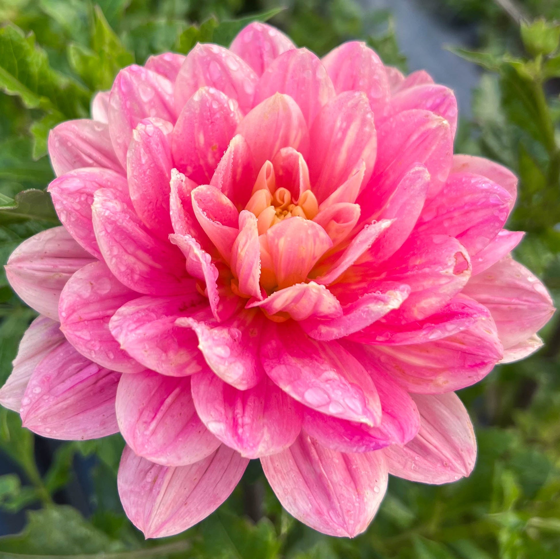 Close-up of holly hill sweet 16 - a pink flower waterlily green leaves in the background