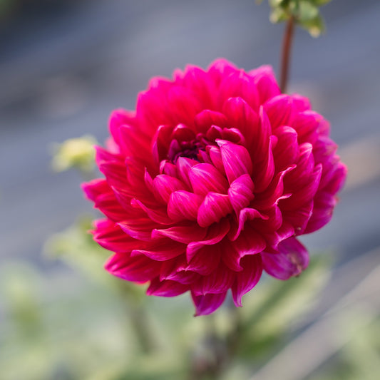 Close-up of a vibrant pink waterlily dahlia with a blurred background