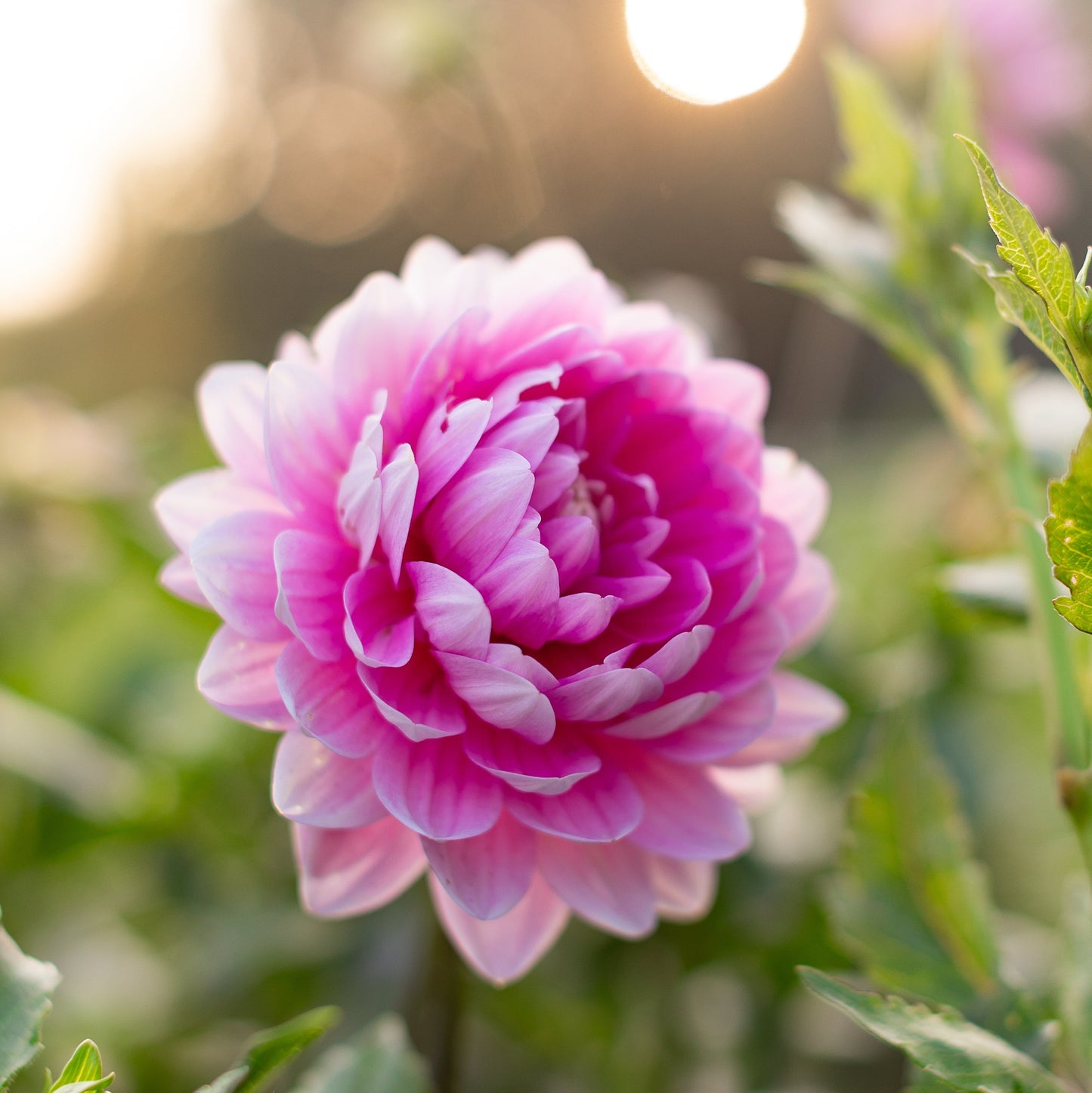 Hollyhill Pink Parfait