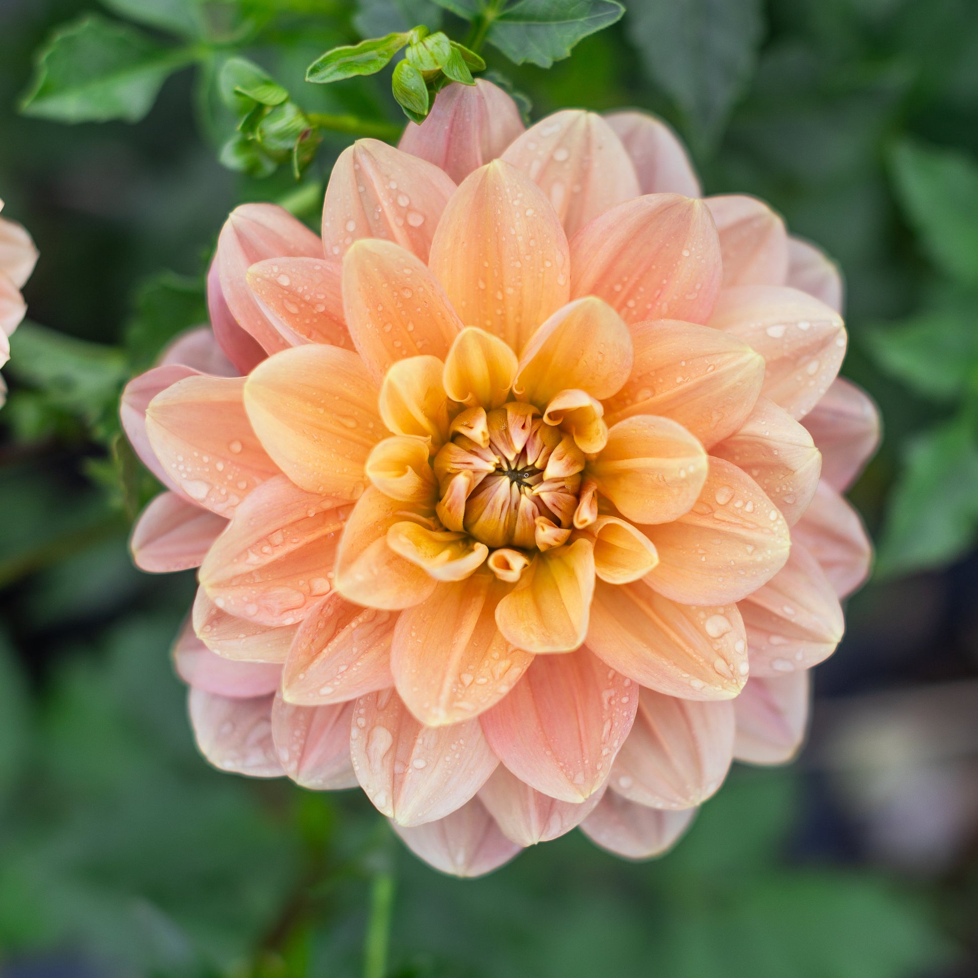 Blush and peach-colored waterlily dahlia with green leaves in the background