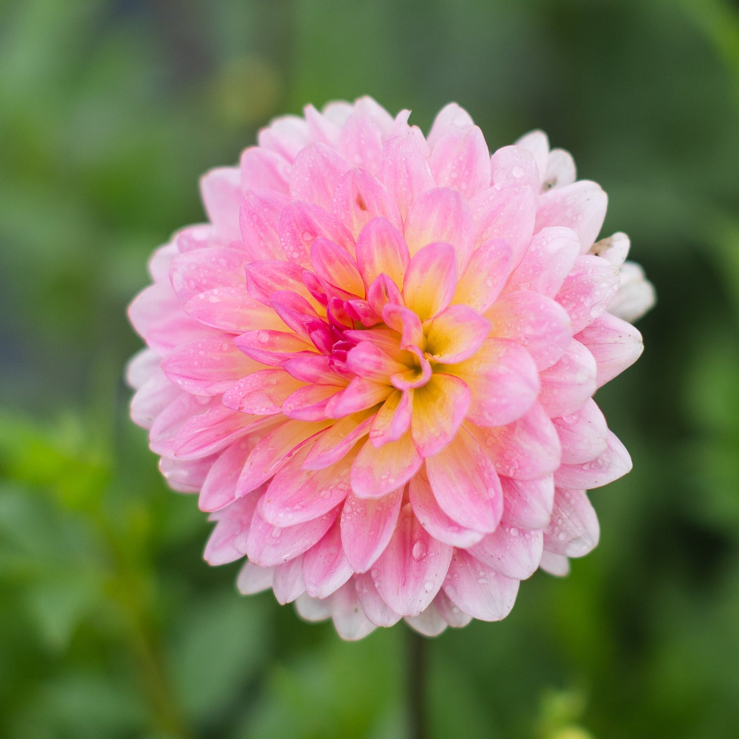 A close-up image of Ruthie g - a pink waterlily dahlia flower with a blurred green background.