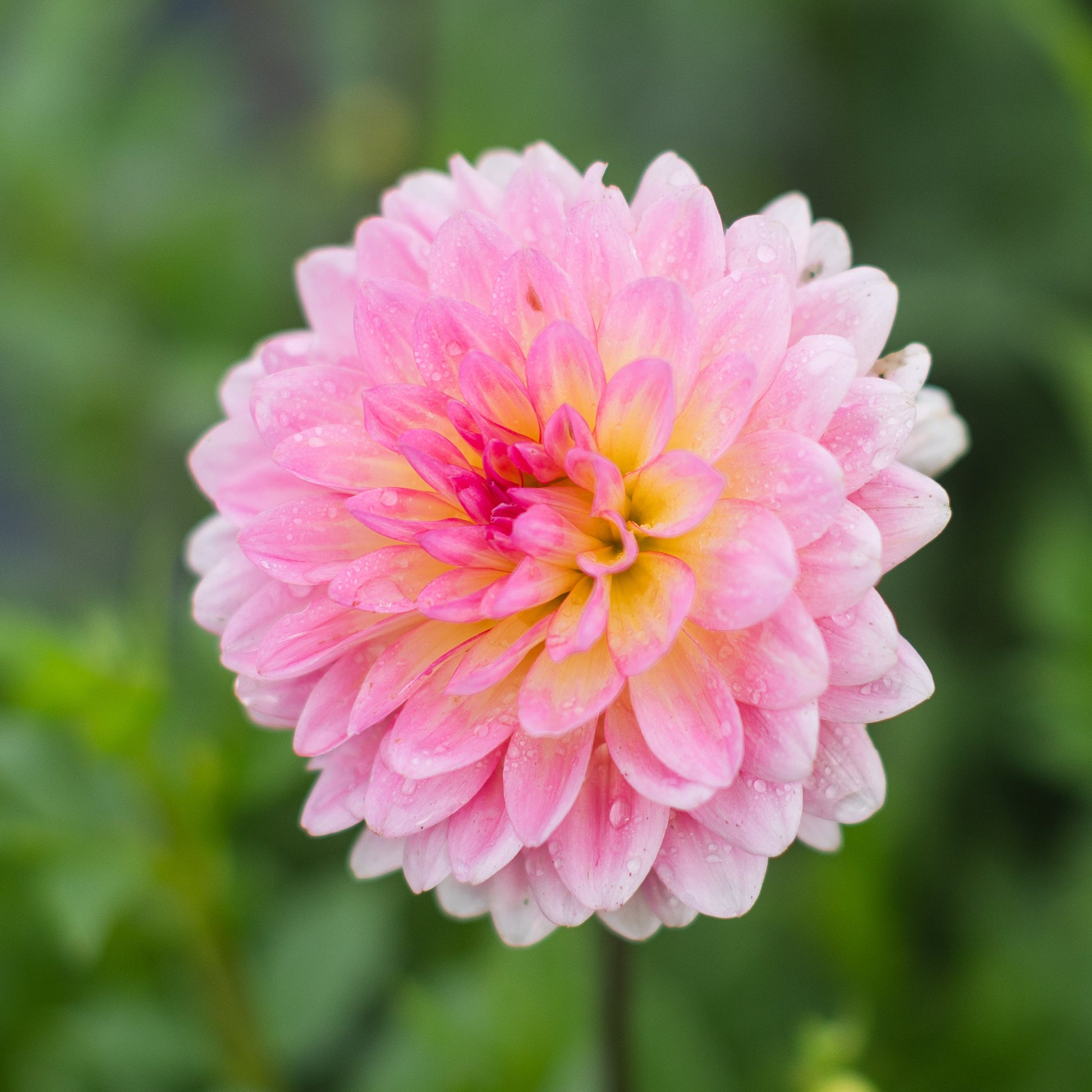 A close-up image of Ruthie g - a pink waterlily dahlia flower with a blurred green background.